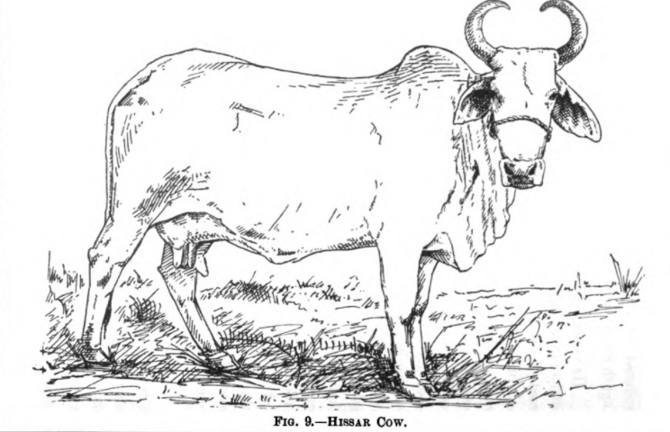 Black and white line drawing of a cow with horns, with the caption "Fig. 9. Hissar Cow."